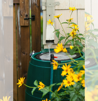 Rain barrel with flowers